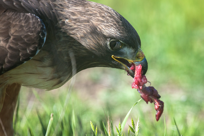 hawk with squirrel meat